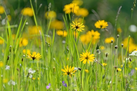 Meadow salsify,
