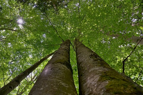 Common beech,