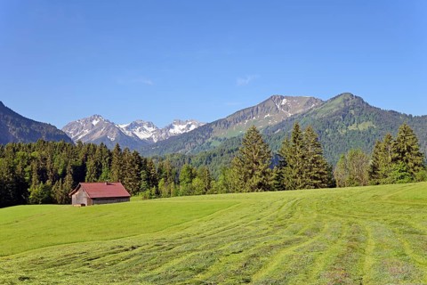 View to the mountains in Stillachtal, mown meadows with a wooden shed