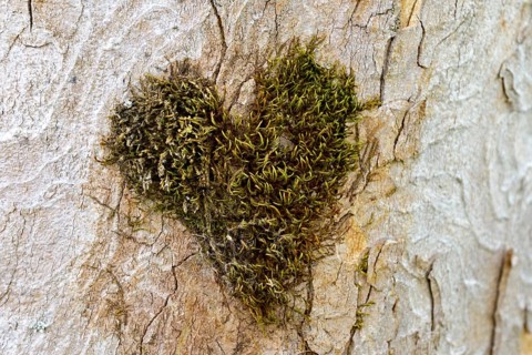 Heart-shaped moss cushion on the trunk of a sycamore maple,