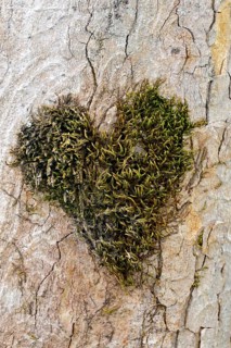 Heart-shaped moss cushion on the trunk of a sycamore maple,