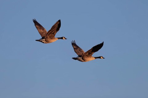 A pair of Canada Goose in flight, Lake Uemmingen