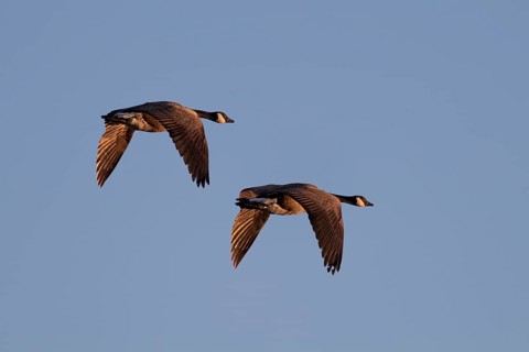 A pair of Canada Goose in flight, Lake Uemmingen