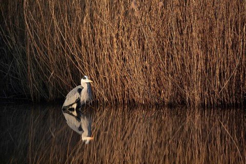 A grey heron lying in wait at the reed belt, Lake Uemmingen