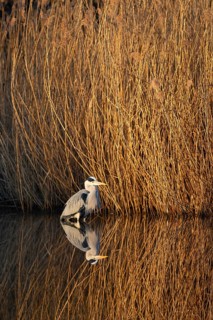 A grey heron lying in wait at the reed belt, Lake Uemmingen