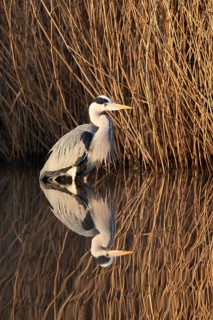 A grey heron lying in wait at the reed belt, Lake Uemmingen