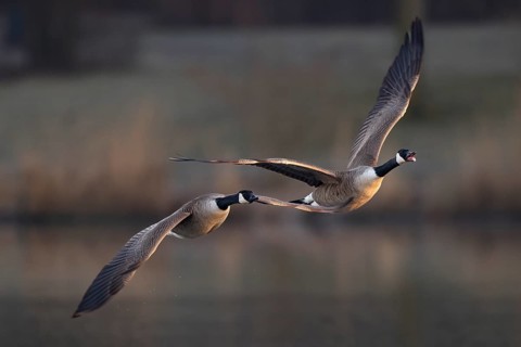 A pair of Canada Goose in flight, Lake Uemmingen