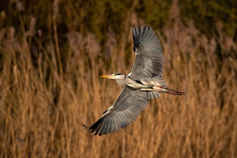A grey heron in flight, Lake Uemmingen
