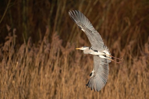 A grey heron in flight, Lake Uemmingen