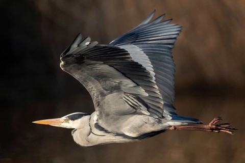 A grey heron in flight, Lake Uemmingen