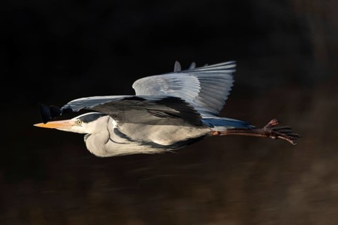 A grey heron in flight, Lake Uemmingen