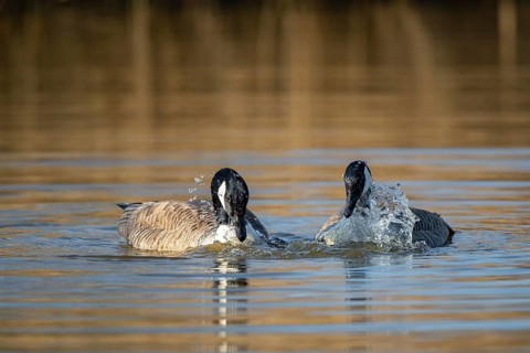 A pair of Canada Goose during courtship, Lake Uemmingen