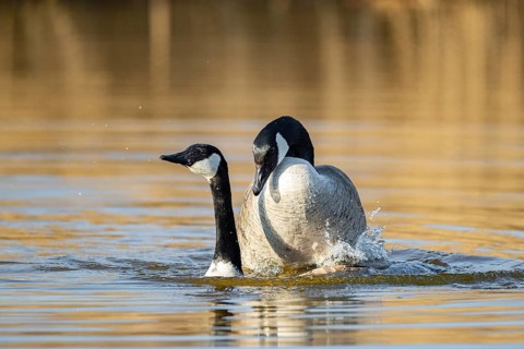 A pair of Canada geese mating, Lake Uemmingen