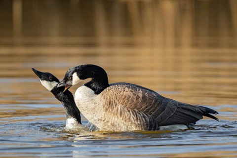 A pair of Canada geese mating, Lake Uemmingen
