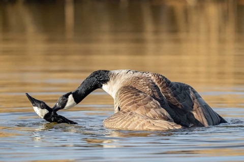A pair of Canada geese mating, Lake Uemmingen