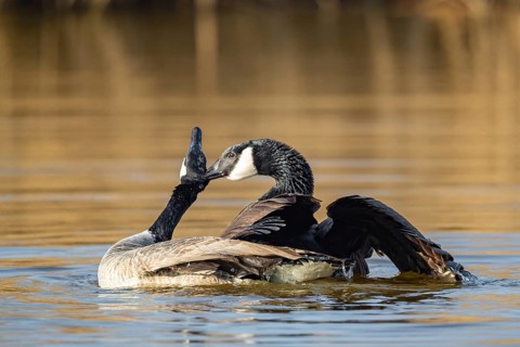 A pair of Canada geese mating, Lake Uemmingen