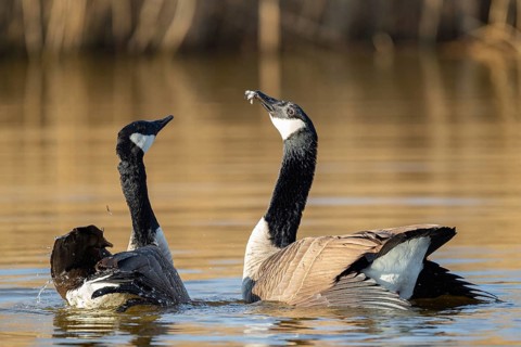A pair of Canada geese mating, Lake Uemmingen