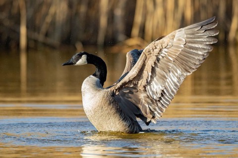 A Canada goose flaps its wings, Lake Uemmingen