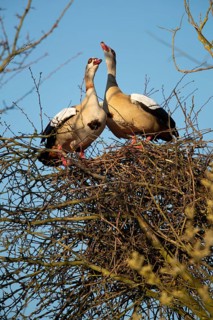 A pair of Egyptian Geese on their nest in a tree, Lake Uemmingen