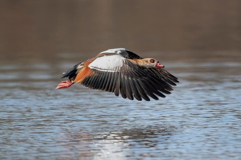 A Egyptian goose in flight, Lake Uemmingen