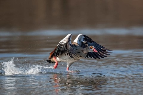 A Egyptian goose at take-off, Lake Uemmingen