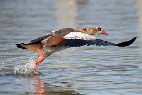 A Egyptian goose at take-off, Lake Uemmingen