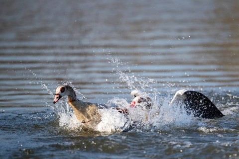 Two Egyptian Geese Fighting, Lake Uemmingen