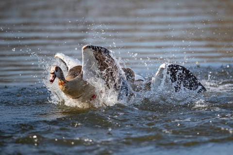 Two Egyptian Geese Fighting, Lake Uemmingen