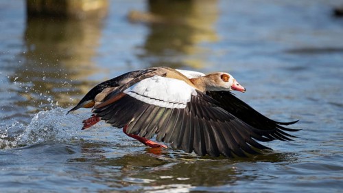 A Egyptian goose at take-off, Lake Uemmingen
