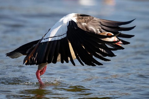 A Egyptian goose at take-off, Lake Uemmingen