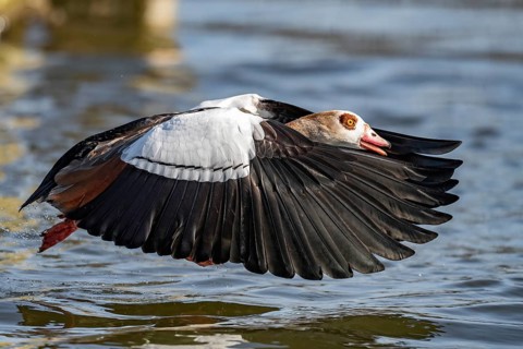 A Egyptian goose at take-off, Lake Uemmingen