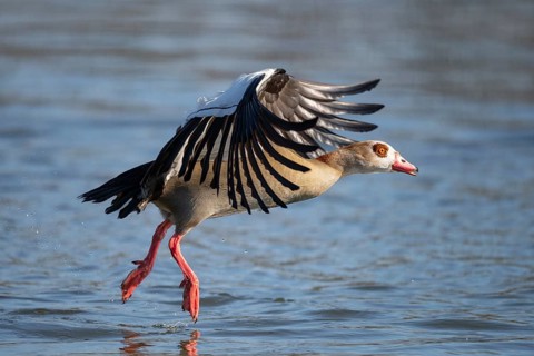 A Egyptian goose at take-off, Lake Uemmingen