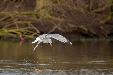 A herring gull swoops into the water onto a fish, Lake Uemmingen