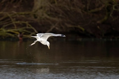 A herring gull swoops into the water onto a fish, Lake Uemmingen
