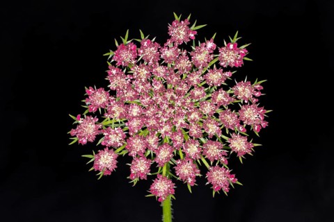 Inflorescence of a wild carrot,