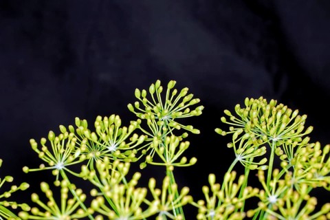 Dill,