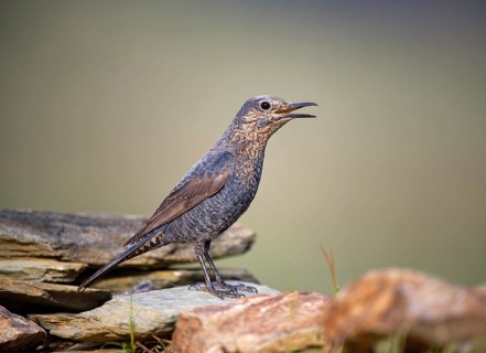 Female blue rock thrushes,