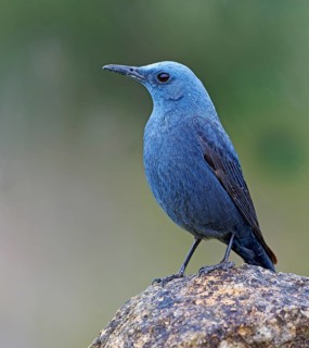 Blue Rock Thrush,