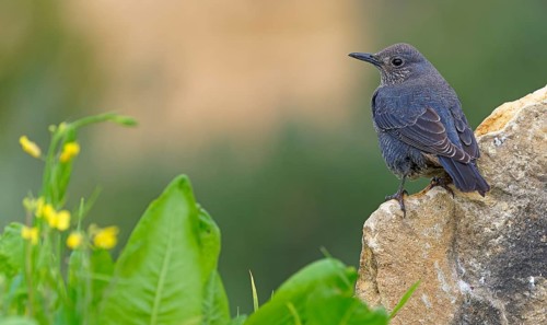Blue Rock Thrush,