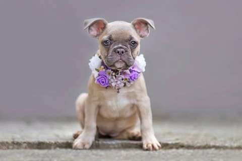 Young French Bulldog dog puppy with floppy ears wearing a purple flower collar in front of gray wall,