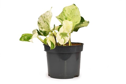 Tropical Epipremnum Aureum Manjula pothos houseplant in flower pot isolated on white background,