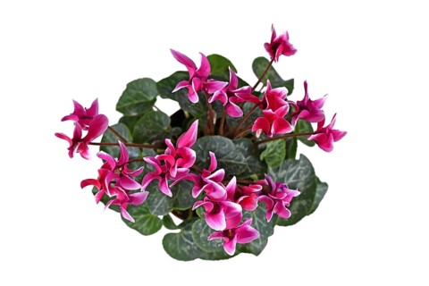 Top view of pink blooming Cyclamen Persicum flowers on white background,