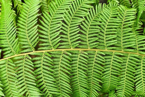 Close up of leaf of soft tree fern. Botanic name Dicksonia Antarctica,