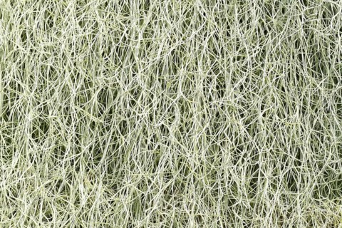 Exotic Spanish Moss Air plant. Botanic name Tillandsia Usneoides,