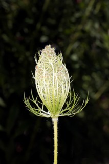 Opening wild carrot,