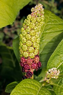 Kermes berry plant,
