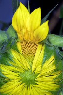 Opening sunflower,