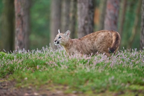 Cougar, Mountain Lion