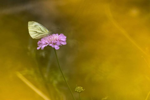 Green-veined white,