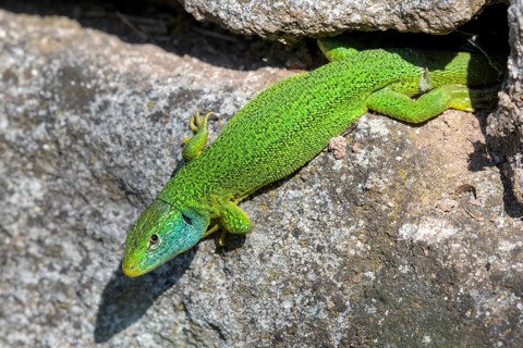 Western green lizard,